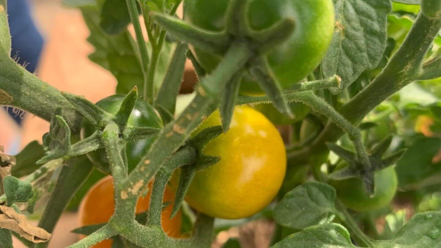 Picture showing the Greening of Hammersmith at 1QCS, providing an example of some of the crops grown by Juliet and Christy at 1QCS on their rooftop garden